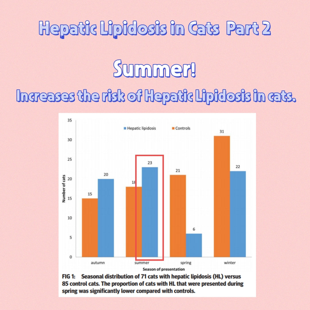 Hepatic Lipidosis in Cats (Fatty Liver Syndrome) Part 2