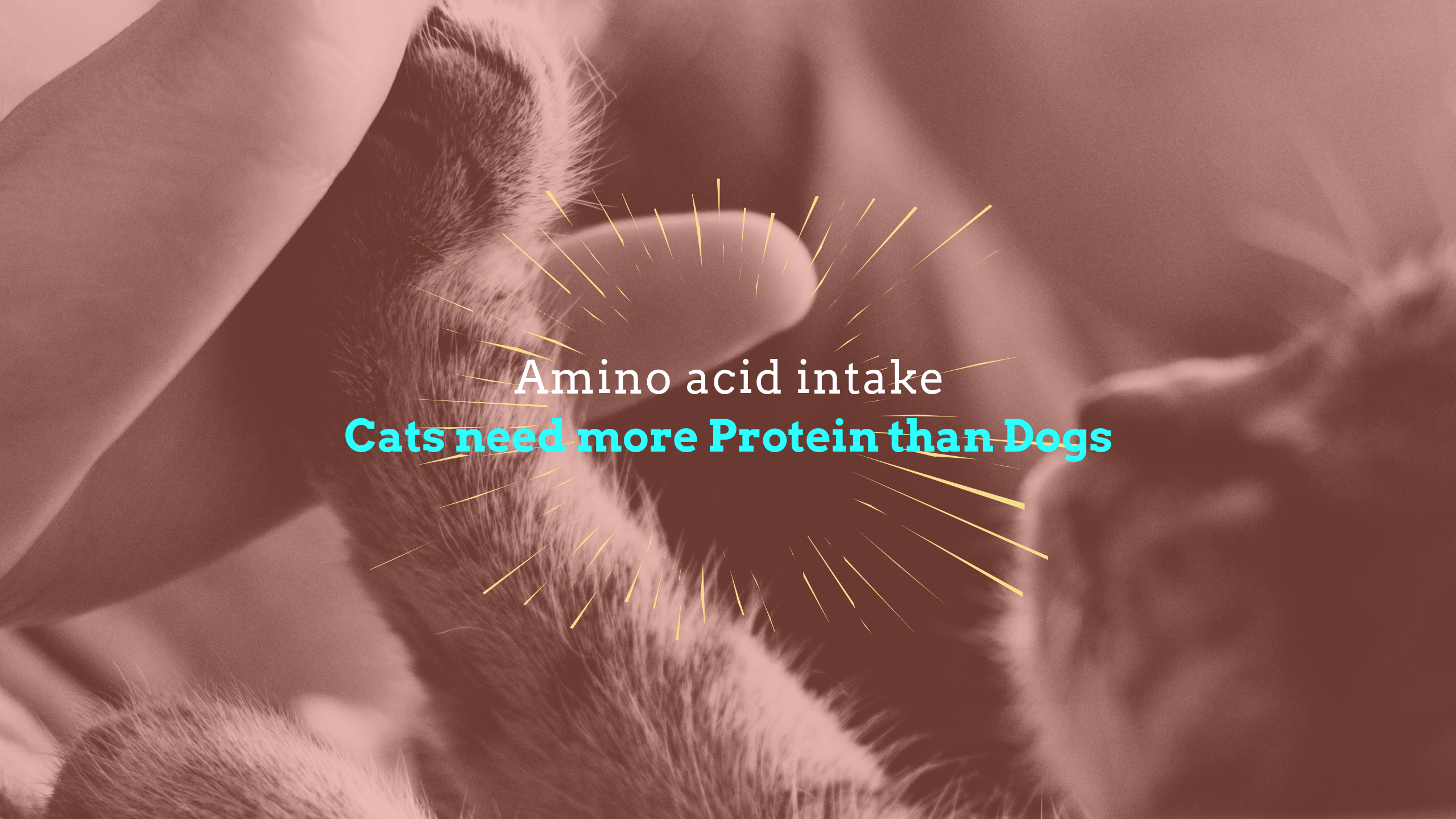 How much protein do cats need?