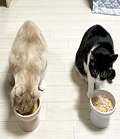 Tofu & Bean’s story