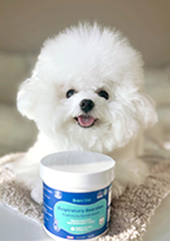 Biscuit’s story