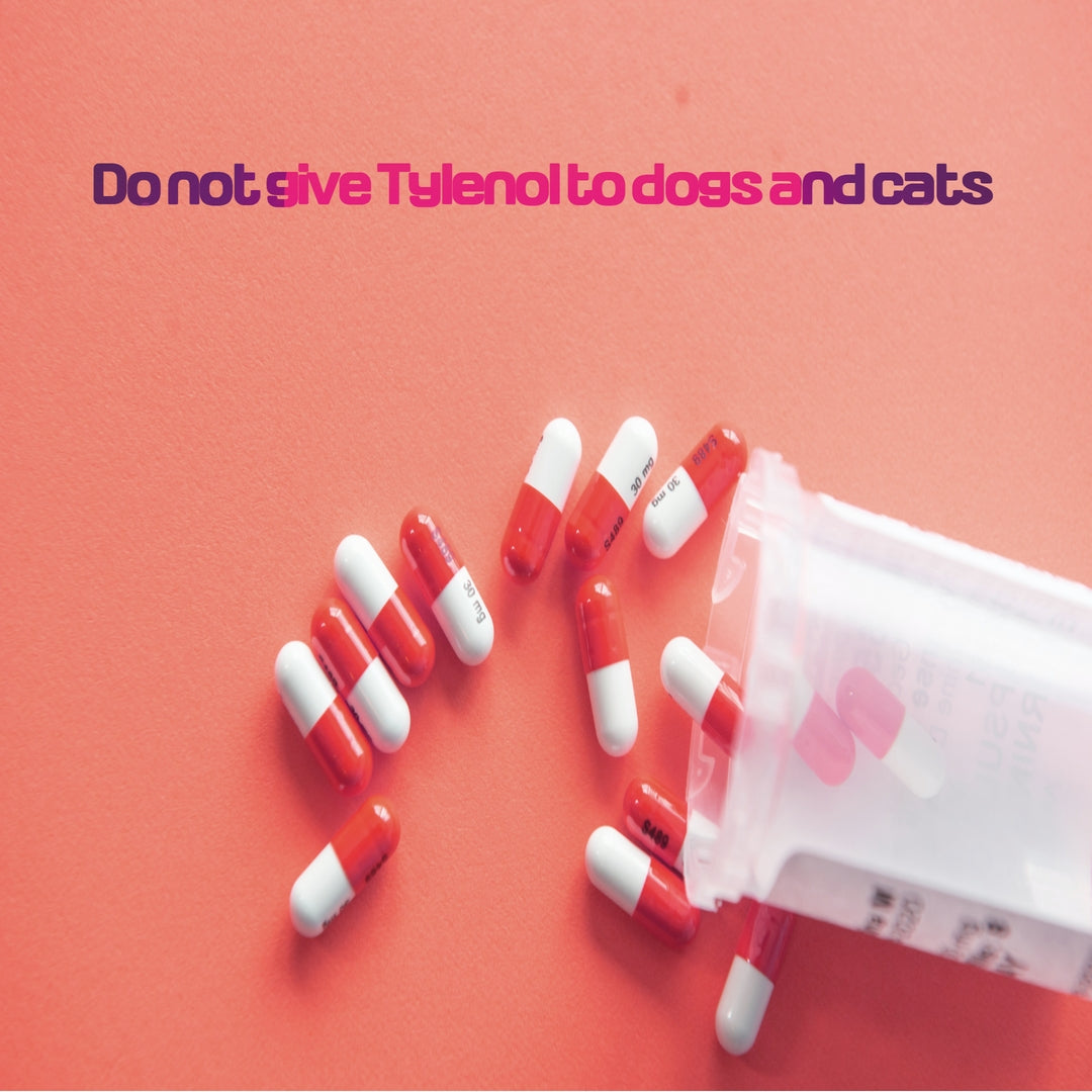 Do not give Tylenol to dogs and cats