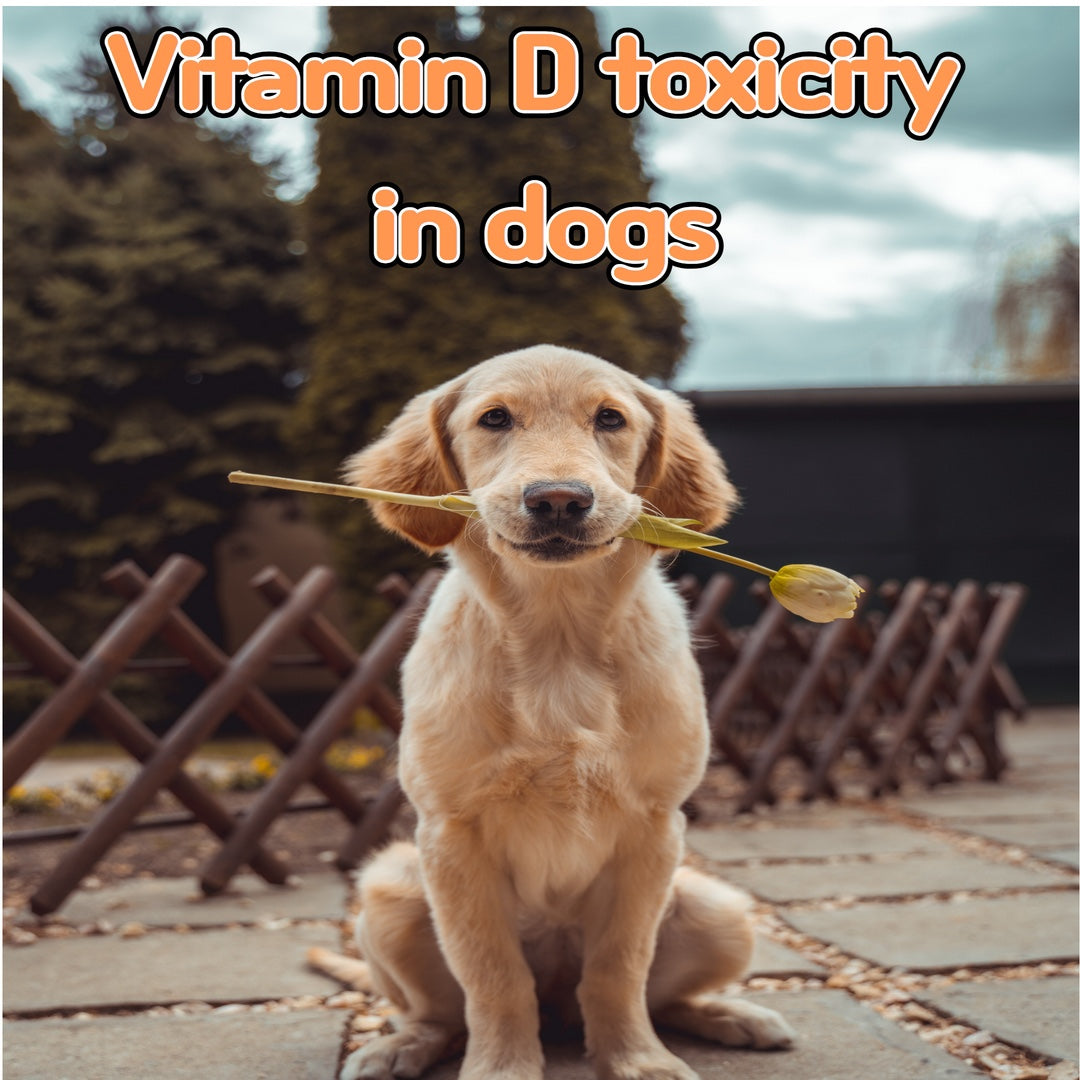 Vitamin D toxicity in dogs