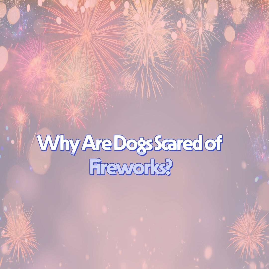 Why are dogs scared of fireworks ?
