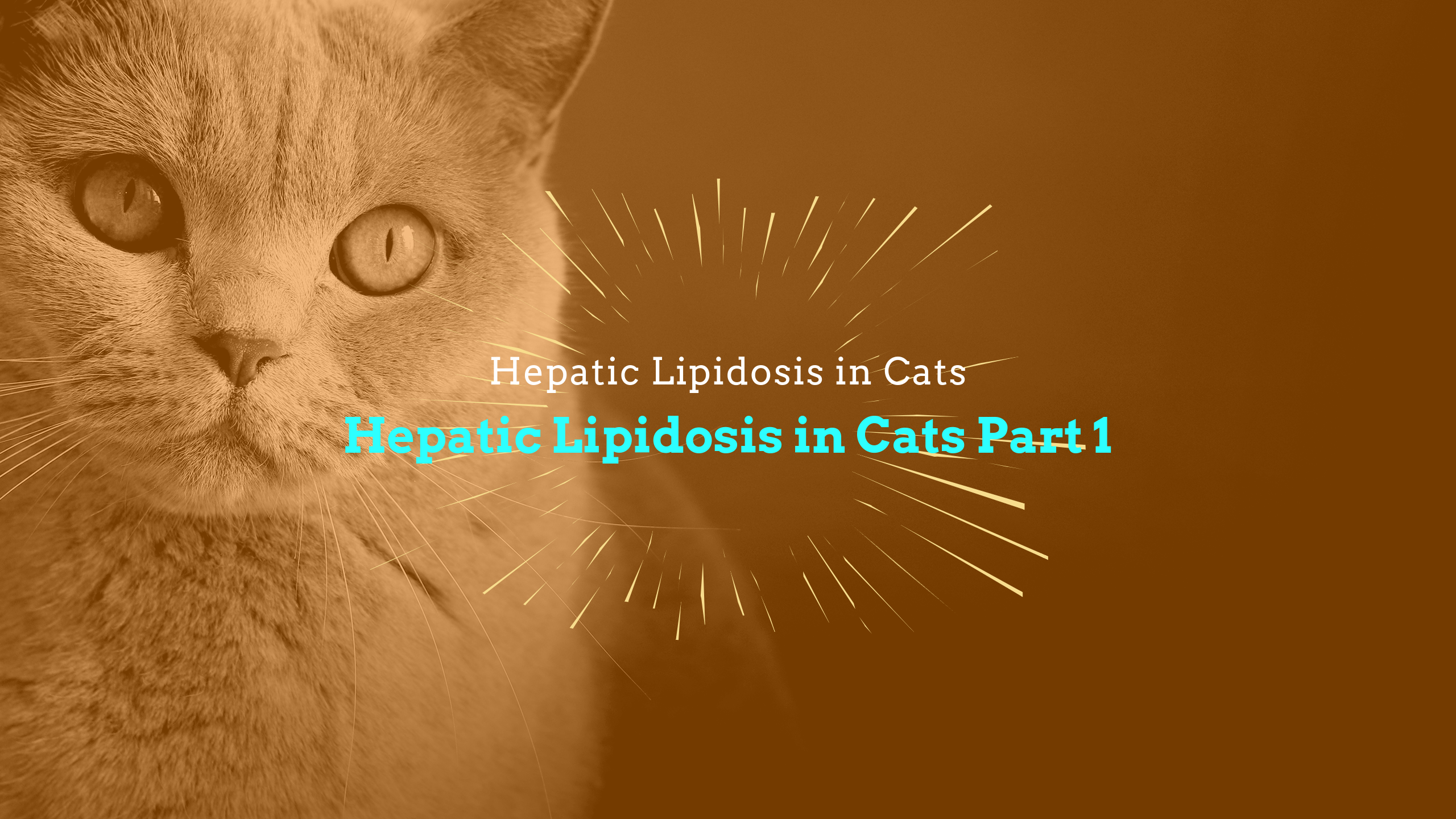 Hepatic Lipidosis in Cats (Fatty Liver Syndrome) Part 1
