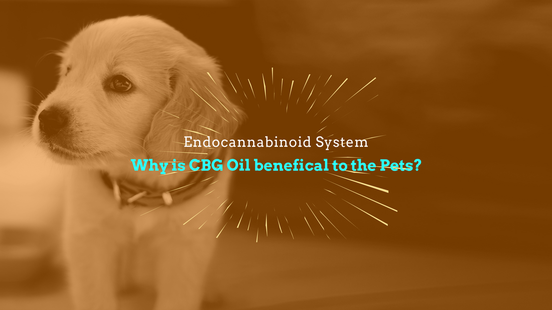 Why is CBG Oil Beneficial to the Pets?