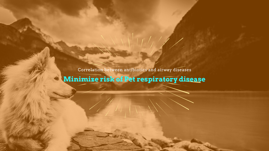Correlation between antibiotics and airway diseases in the pets based on the gut-obstruction theory on antibiotics and side effects in dogs
