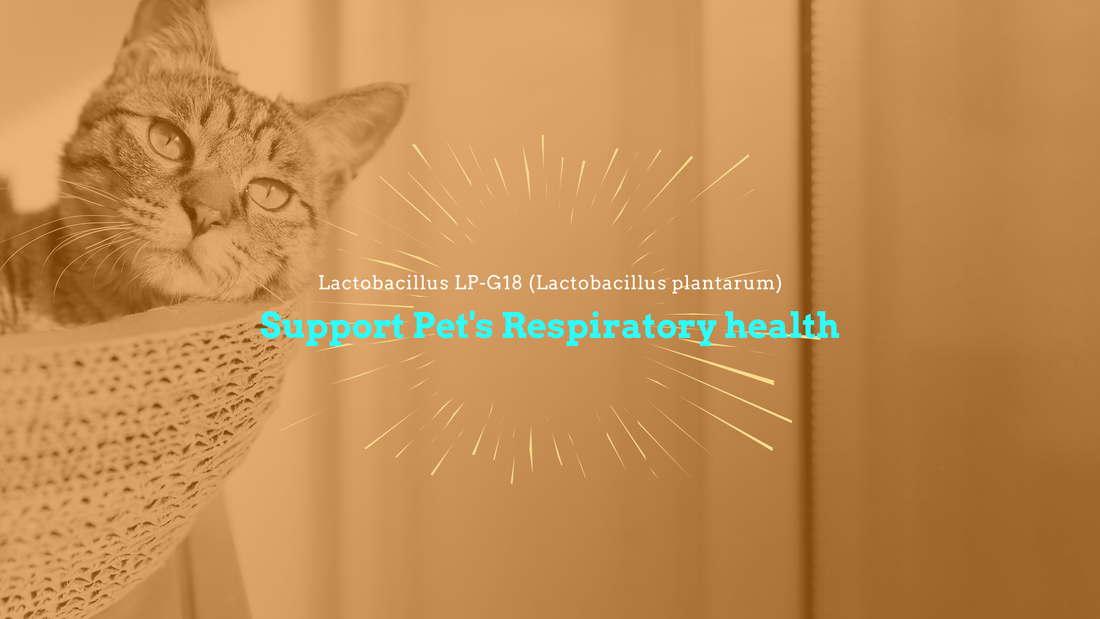 Lactobacillus LP-G18 (Lactobacillus plantarum) that helps pet respiratory health