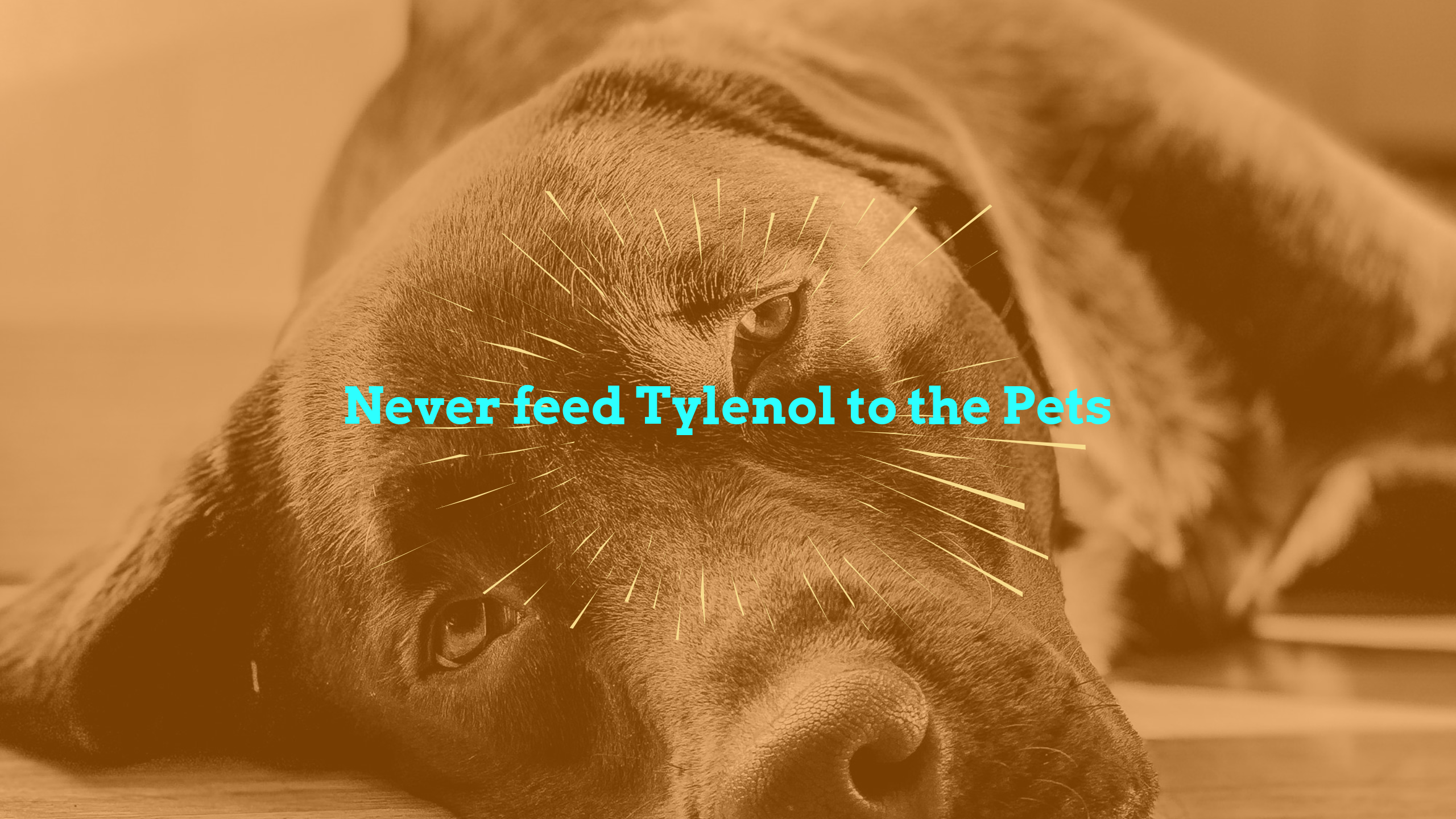Never feed Tylenol to dogs and cats!