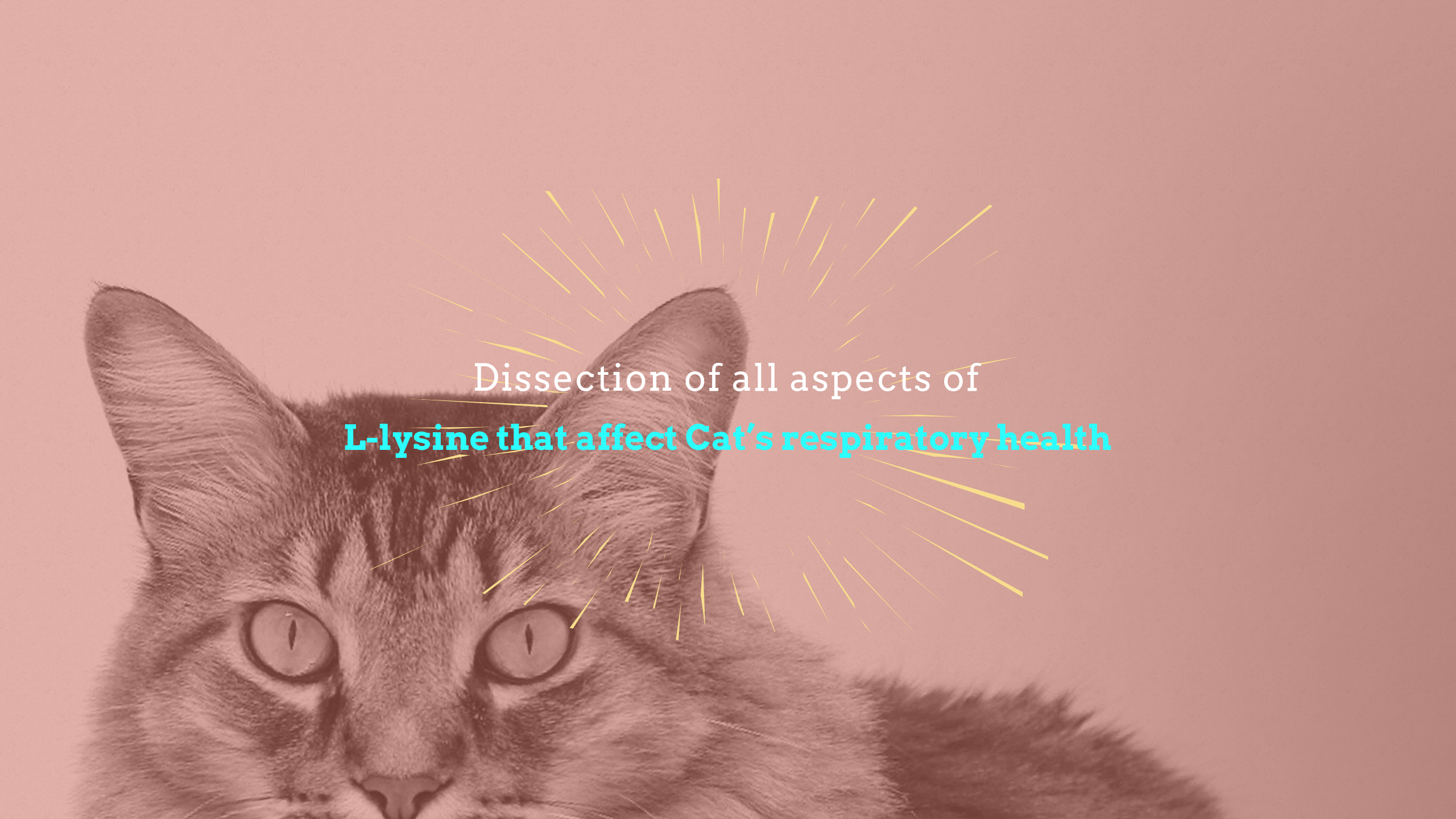 Dissection of all aspects of L-lysine that directly affect Cat’s respiratory health