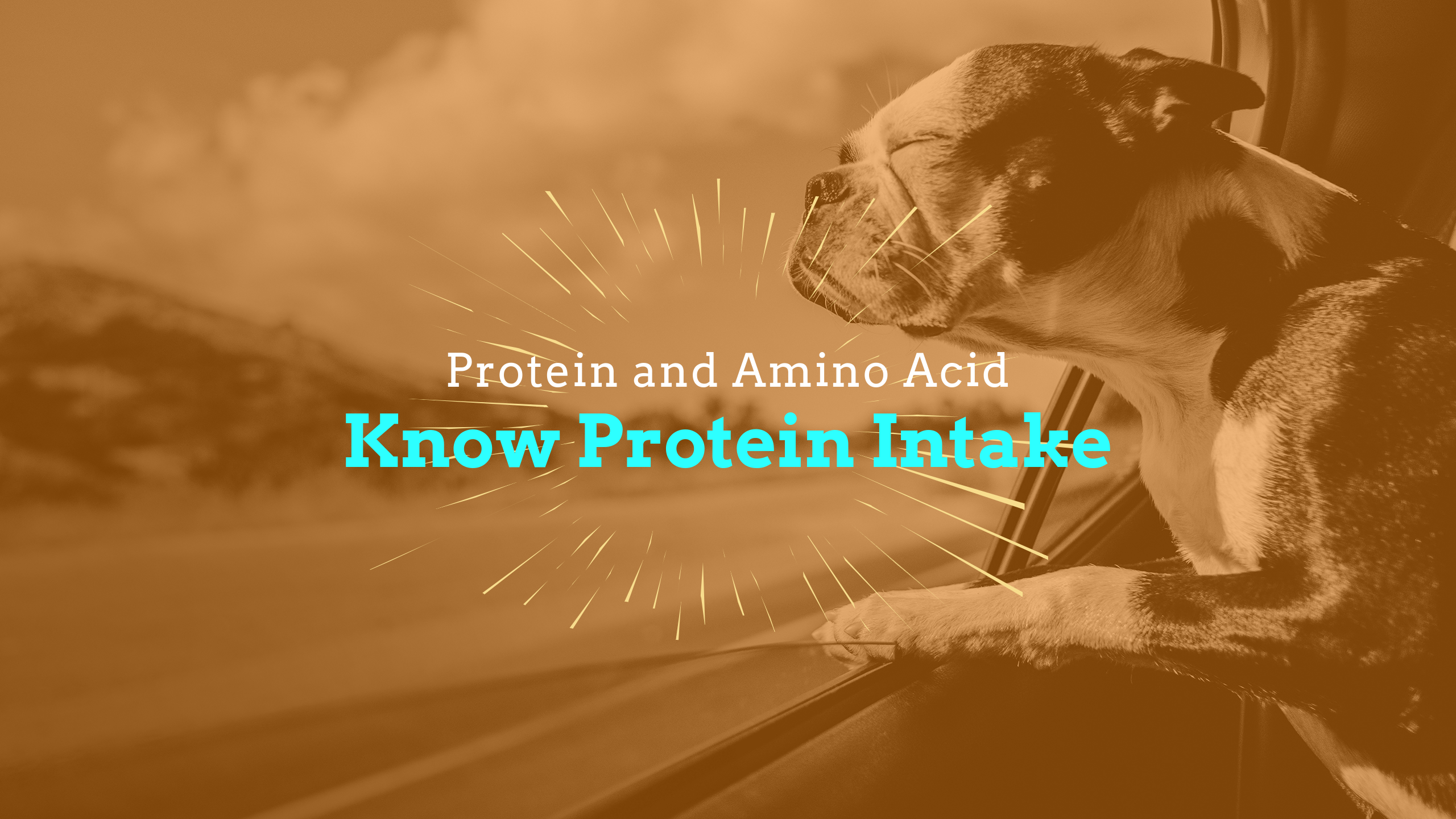 Protein and Amino Acid : Recommended amount of protein and amino acid intake for puppies