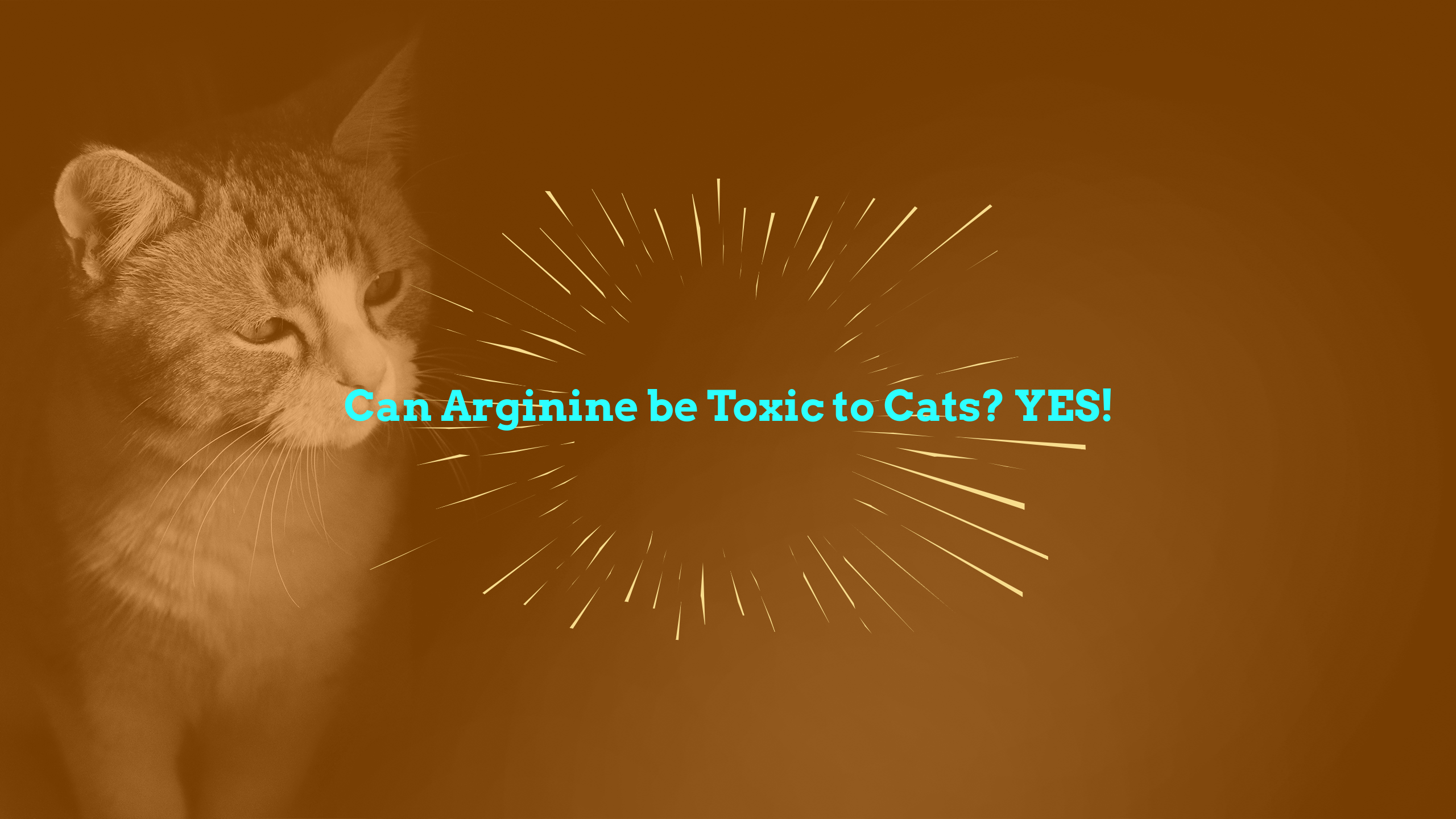 Can Arginine be Toxic to Cats? YES!