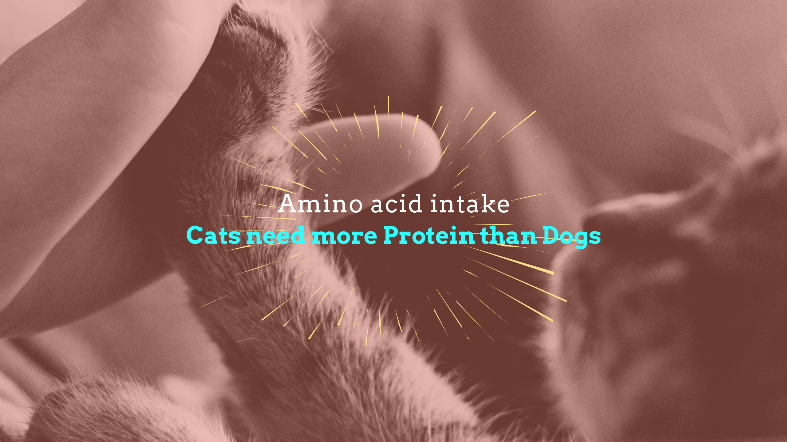 Recommended protein and amino acid intake for cats
