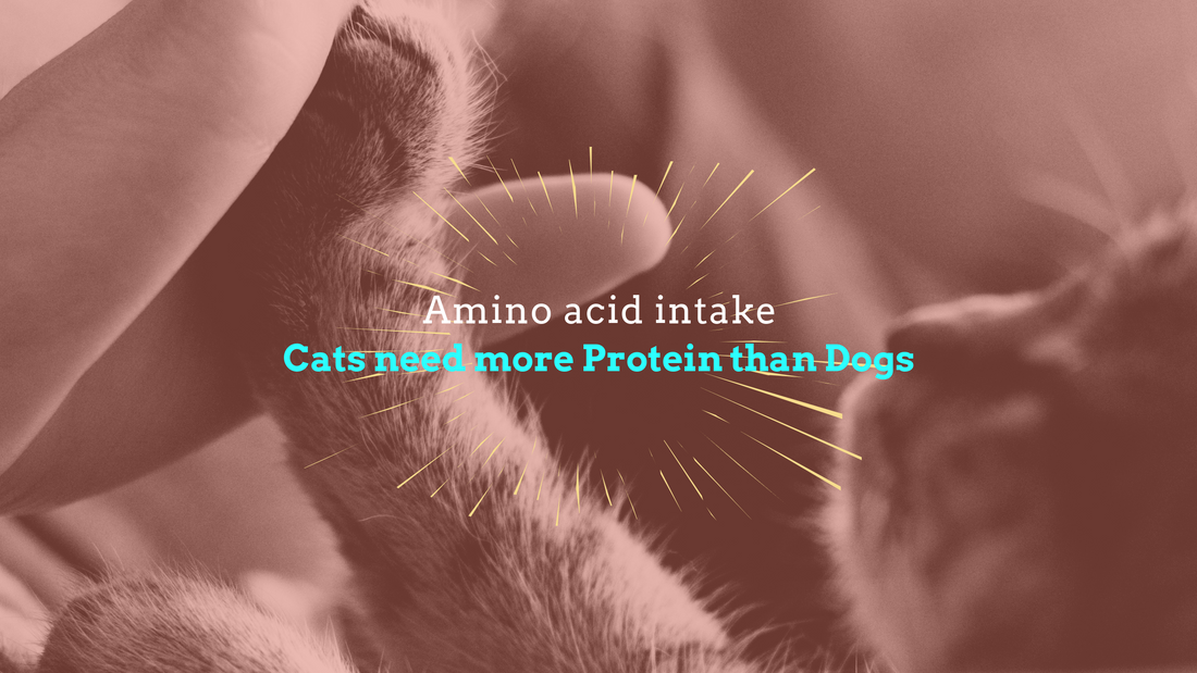 Wet food, dry food, and protein intake