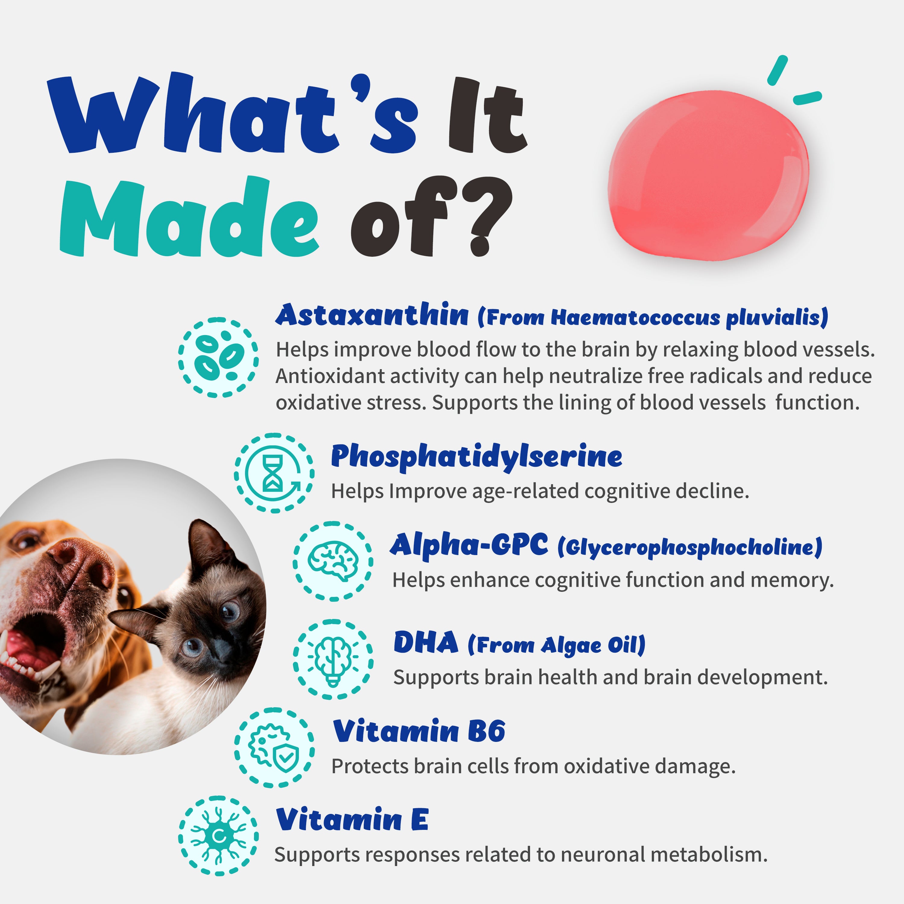 Recogry Cognitive Disorder and Brain Support for Cats and Dogs (90ml)